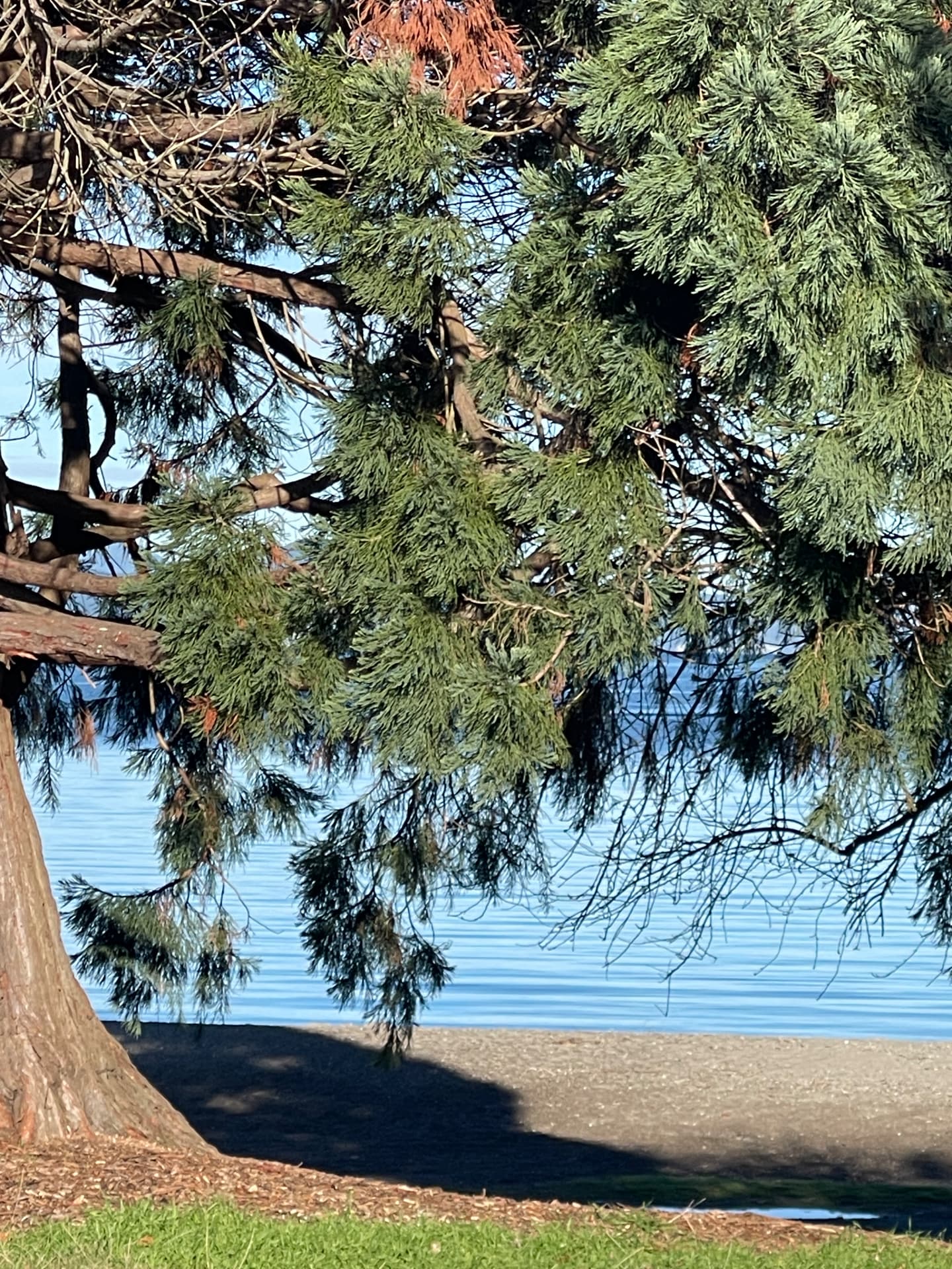 Still lake water framed by the branches of a large lakeside conifer at Kinloch