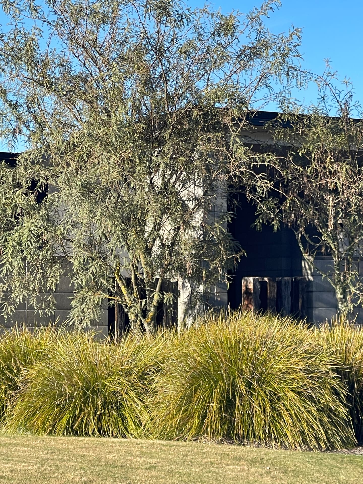 A dark stone and timber house at Kinloch seen through a lacy kōwhai and mounded tussock